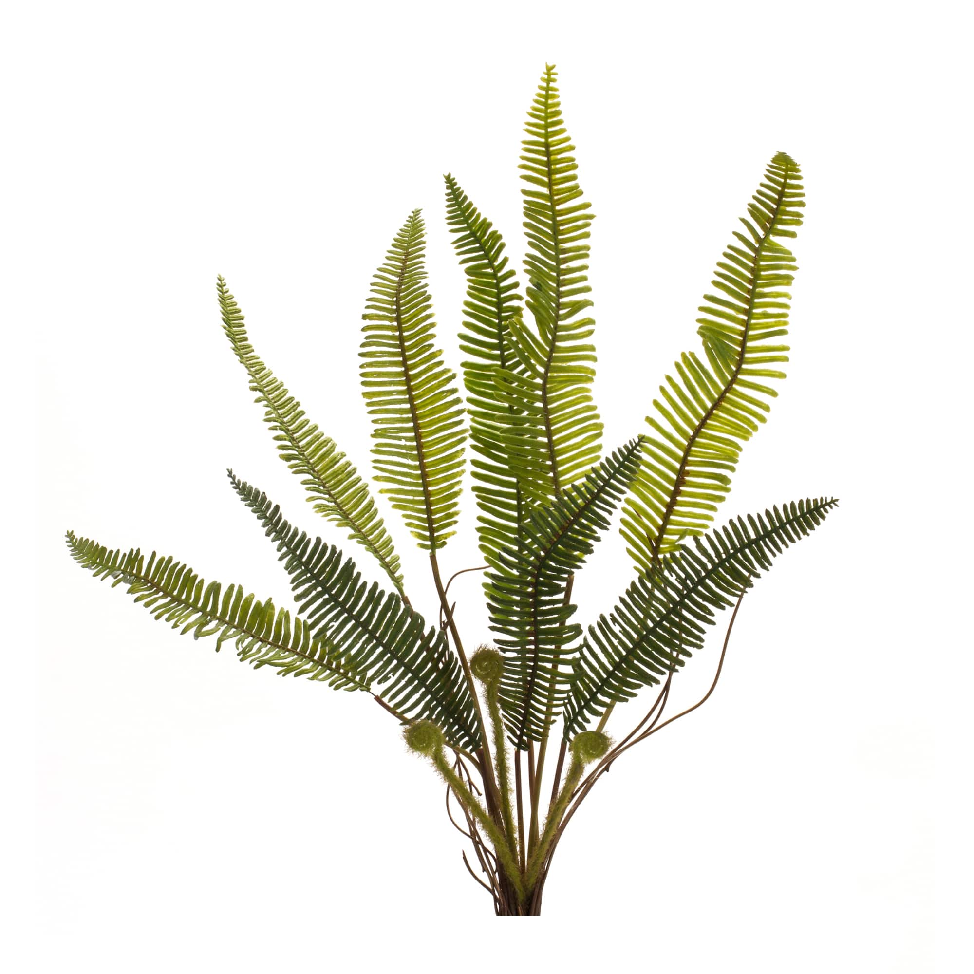17.5" Varigated Fern Foliage Bushes, 6ct.